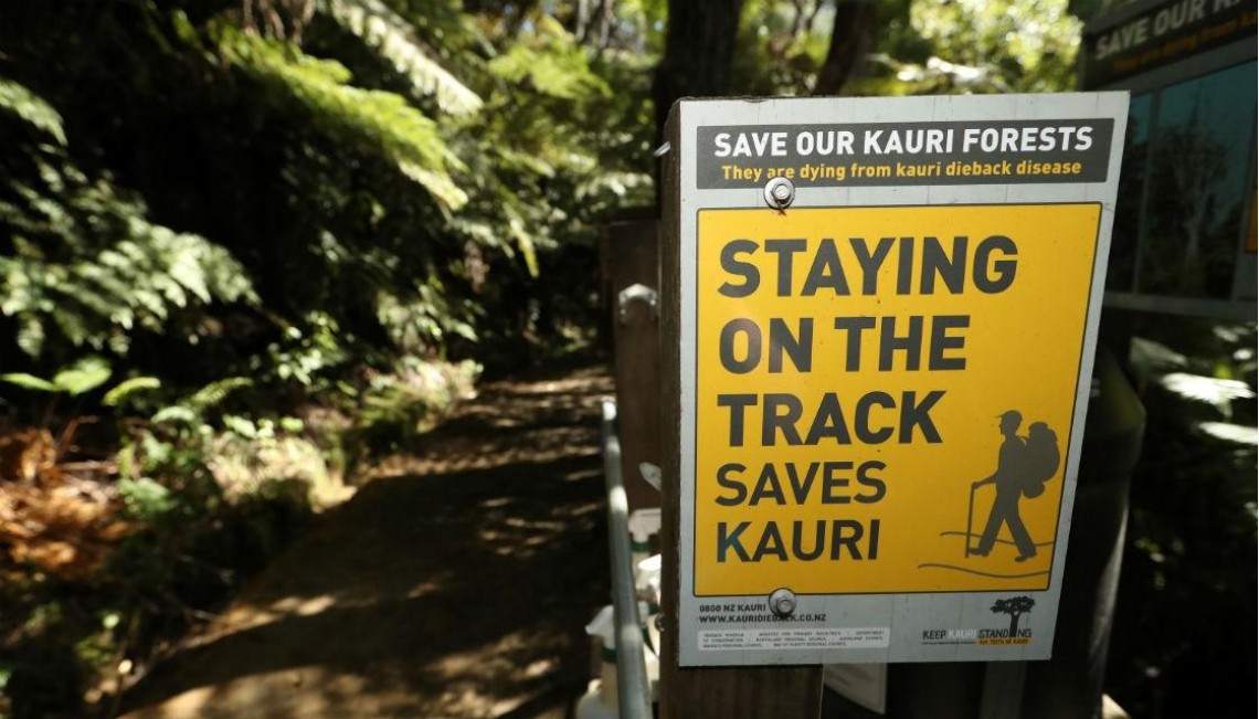 Getty 842352196 kauri track dieback